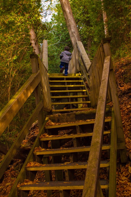 Fall Colours of Belfountain Wandering Wagars
