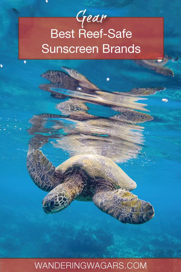5 ReefSafe Sunscreen Brands For Your Next Vacation LaptrinhX / News